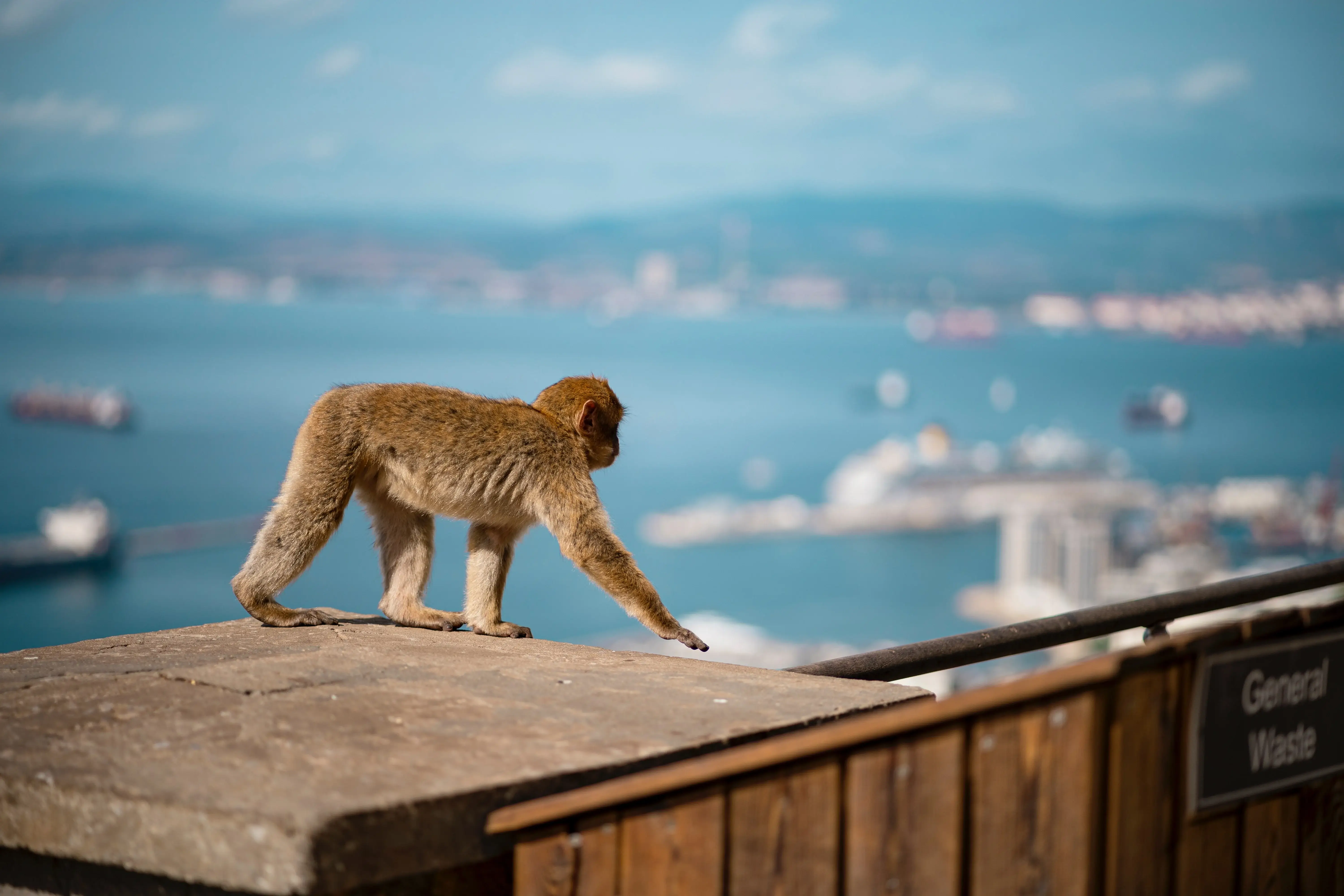 A baby barbary macaque walking along a wall on the Rock of Gibraltar